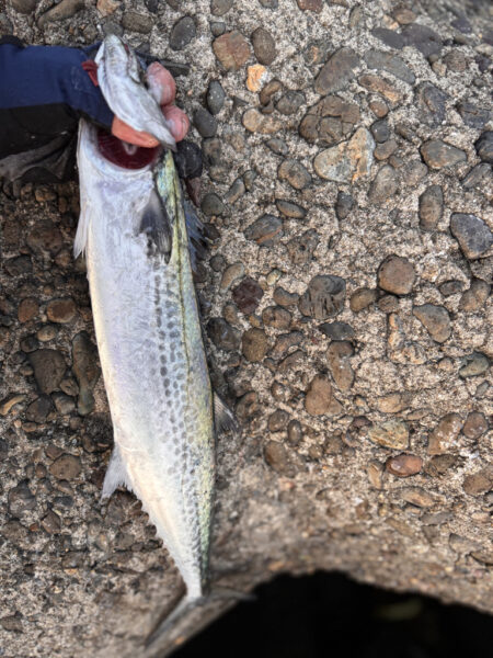 青物シーズン16