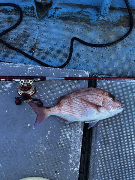 チヌ釣り