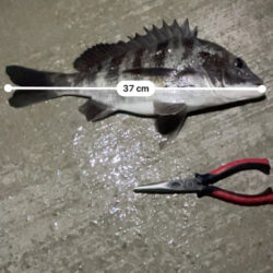 久しぶりのチニング