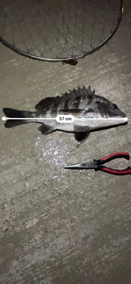 久しぶりのチニング