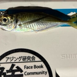 微妙なアタリが多くなってきた