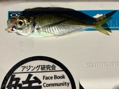 微妙なアタリが多くなってきた