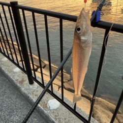 今年最後の釣り納め