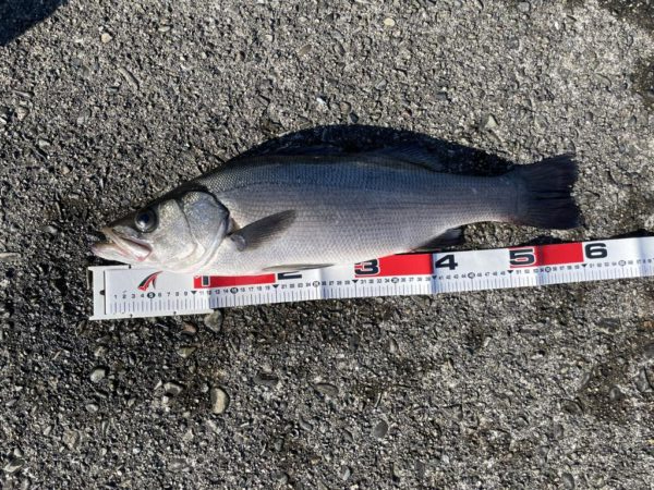 ヒラスズキヒット!