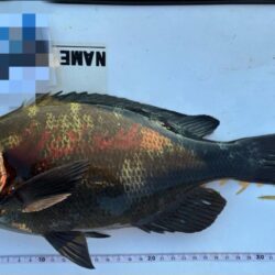 今シーズン初寒グレ