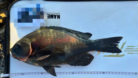 今シーズン初寒グレ