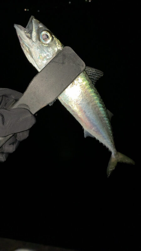 年末のアジング