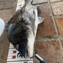 チヌ45センチ