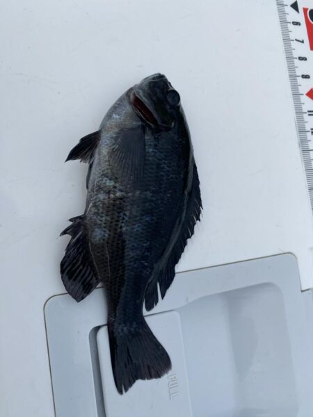 ノマセ不発のシロギスタ