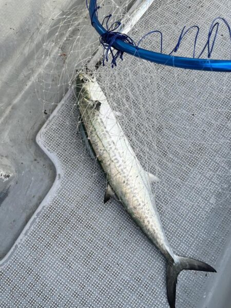 厳しかった釣り納め