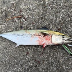 ショア青物終盤か