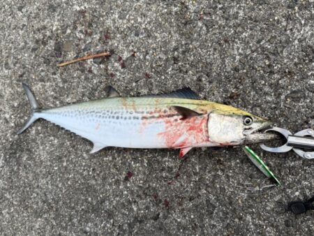 ショア青物終盤か