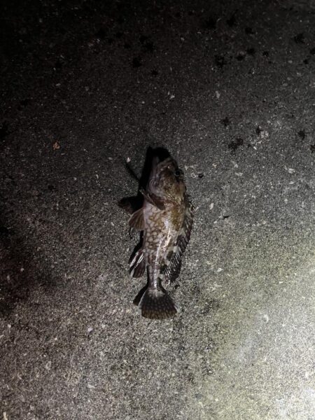 ボトムアジング