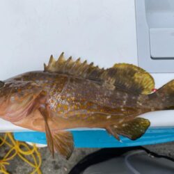 リベンジならずも、連日のカワハギゲット