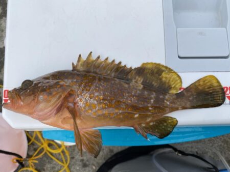 リベンジならずも、連日のカワハギゲット