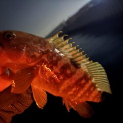 年末最後の釣行
