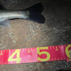 黄昏に行っただけだが、、、釣れた