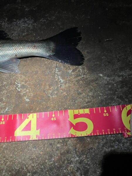 黄昏に行っただけだが、、、釣れた