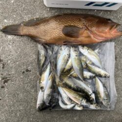 2日連続アコウ40cmオーバーのシロギスタ