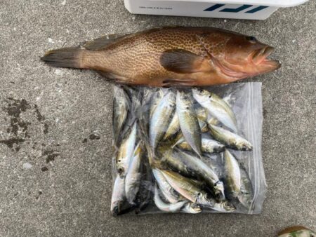 2日連続アコウ40cmオーバーのシロギスタ