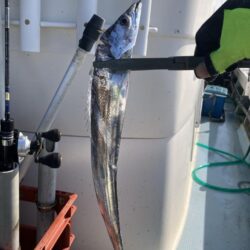 タチウオ 毎流しでヒット&キャッチ