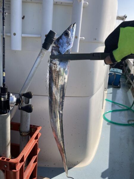 タチウオ 毎流しでヒット&キャッチ