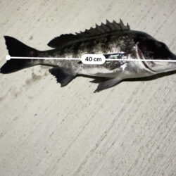 待ちわびたチヌ