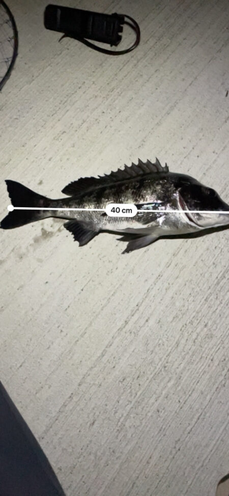 待ちわびたチヌ