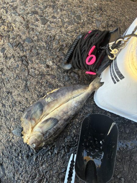 穴釣りおもしろい