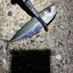 釣り納めナイトアジング