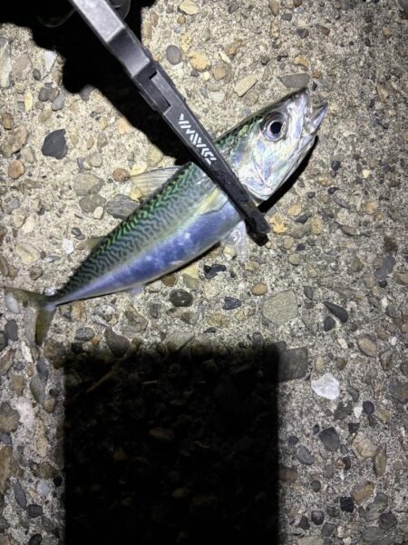 釣り納めナイトアジング