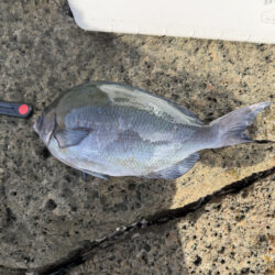 アイゴ大量リリース