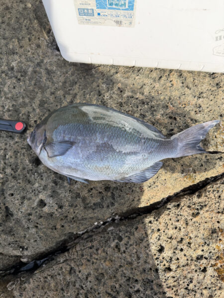 アイゴ大量リリース