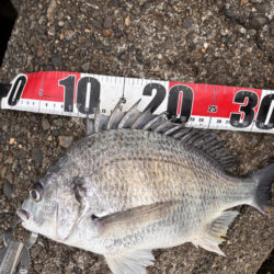 青物シーズン18