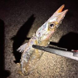 旬のカマスゲーム✨