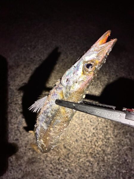 旬のカマスゲーム✨