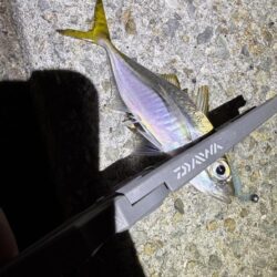 大蔵海岸でアジング