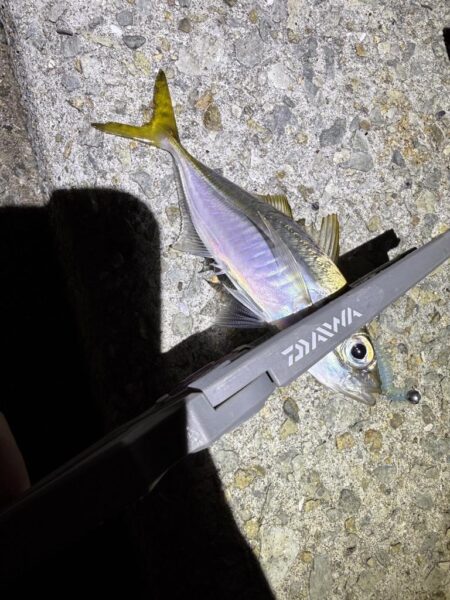 大蔵海岸でアジング