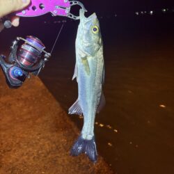 2025釣り納めアジング