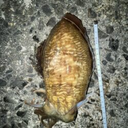 コウイカシーズン到来？