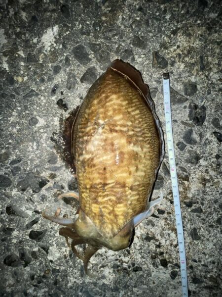 コウイカシーズン到来？