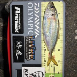 バチコンアジング