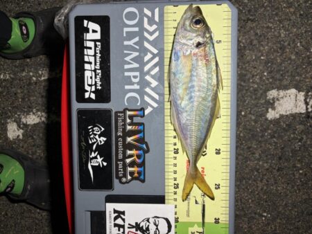 バチコンアジング