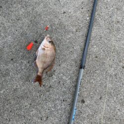 シロギスタ:爆風のノマセ