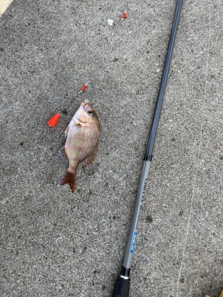 シロギスタ:爆風のノマセ