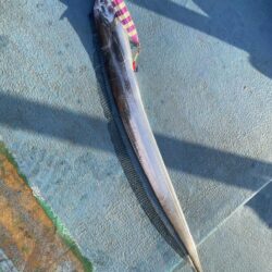 太刀魚ジギング