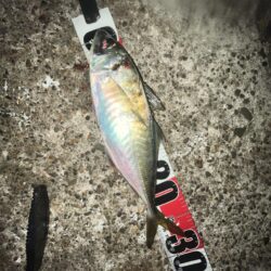 ボトムベッタリ