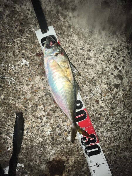 ボトムベッタリ