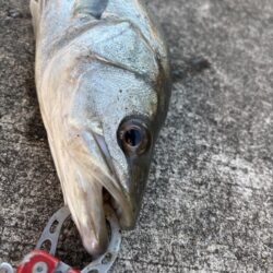 寒波のなかセイゴ３枚釣れました