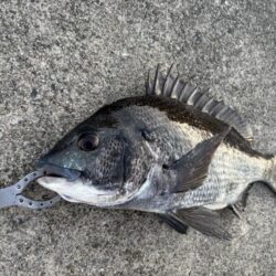 チヌ釣れました